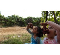 Grape Plucking At Our Farm