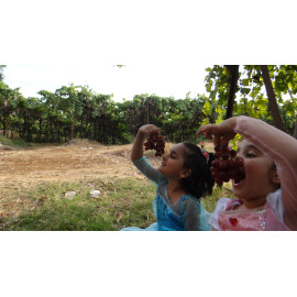 Grape Plucking At Our Farm
