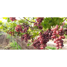 Crimson Seedless Red 2 KG